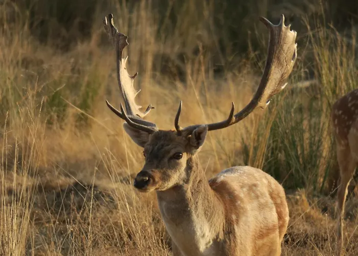 Herdade Dos Abegoes בית כפרי Salvaterra do Extremo